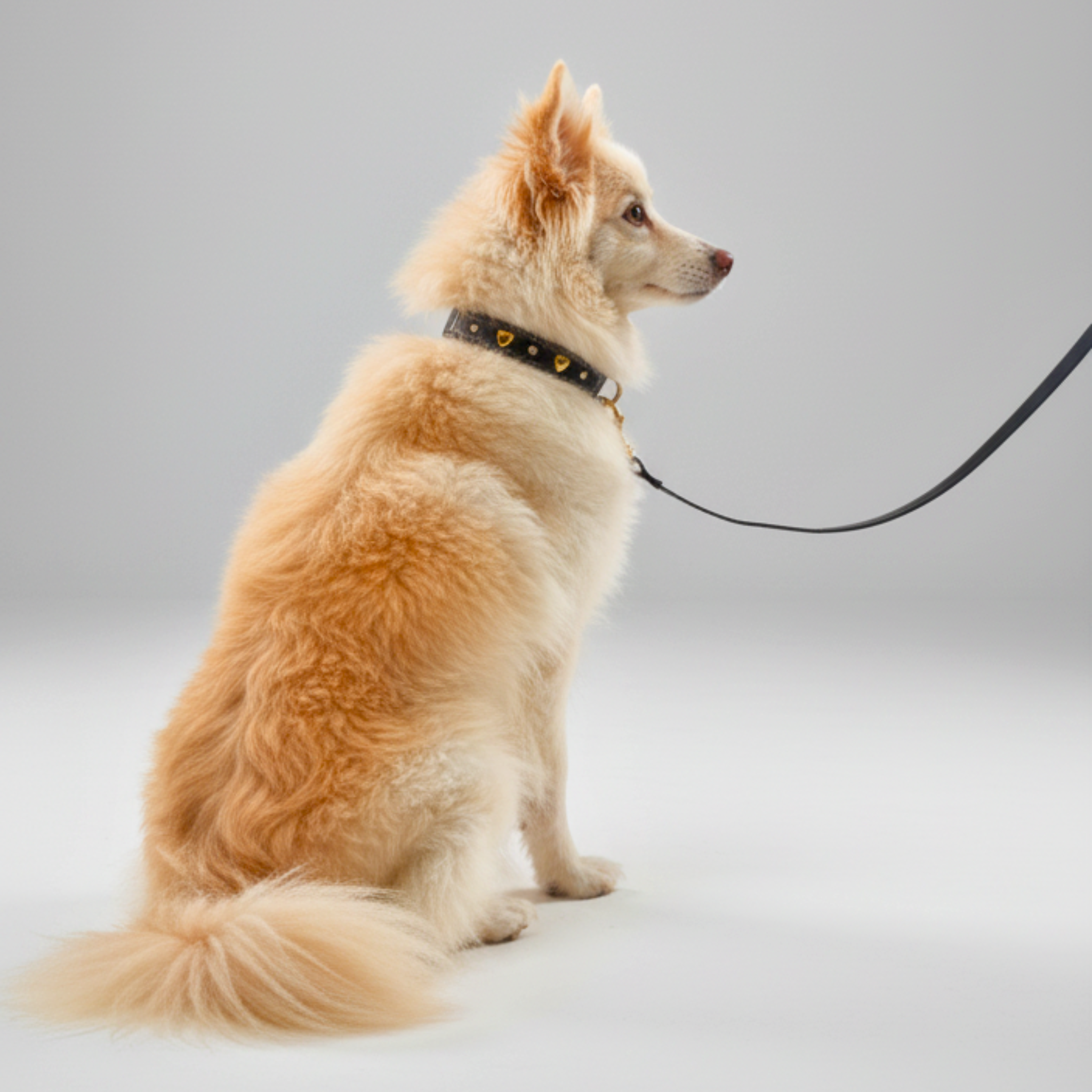 Set Collare con Cristalli e Guinzaglio in Pelle per Cani